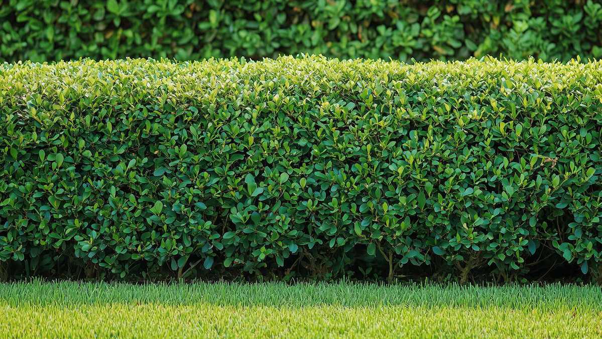 Living hedges in contemporary landscape architecture